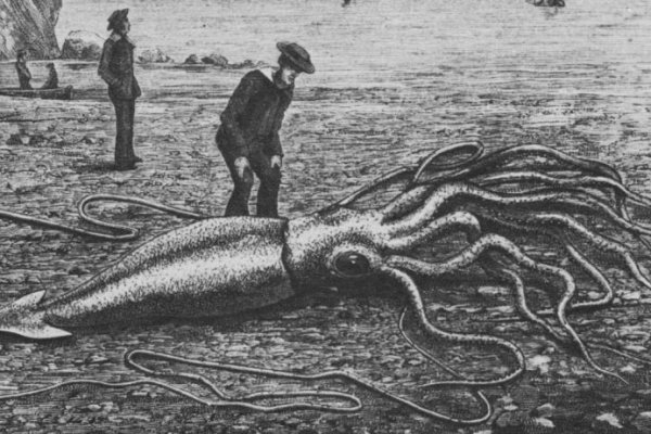 Kraken darknet ссылка тор