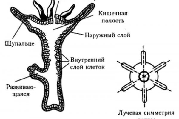 Маркет плейс кракен маркетплейс