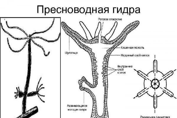 Кракен ссылки krakenwebs org