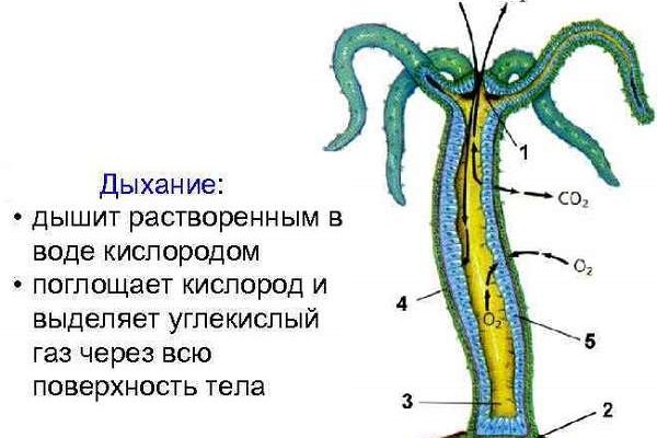 Kraken зеркало даркнет